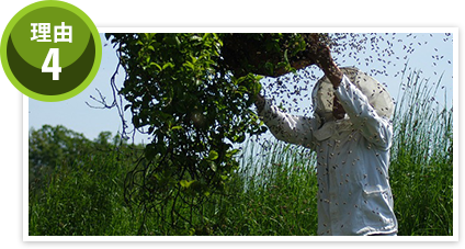 スズメバチには特に要注意!